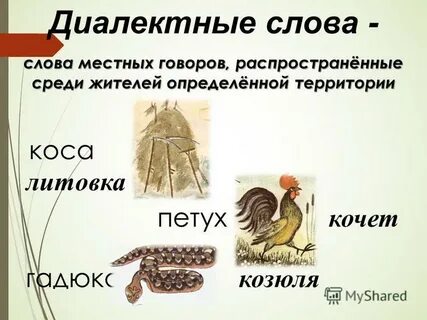 Конспект урока общеупотребительные слова диалектизмы