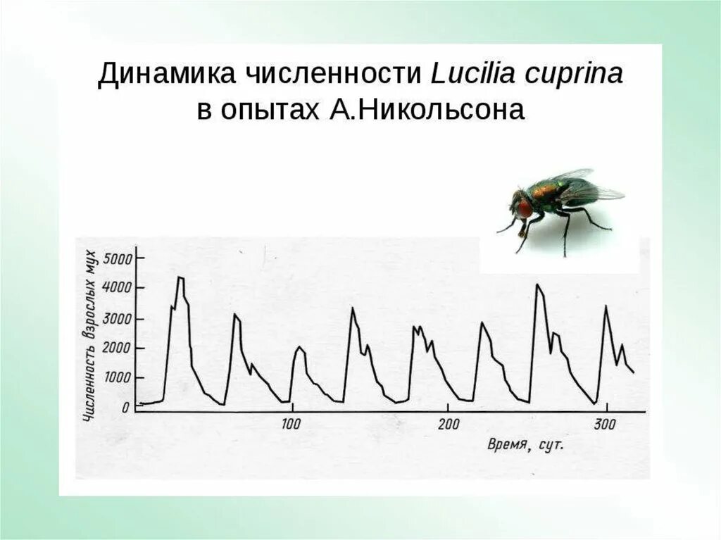 Численность популяции из года в год. Колебания численности популяции. Динамика численности популяции. Динамика роста численности популяции. Сезонная динамика численности популяции.