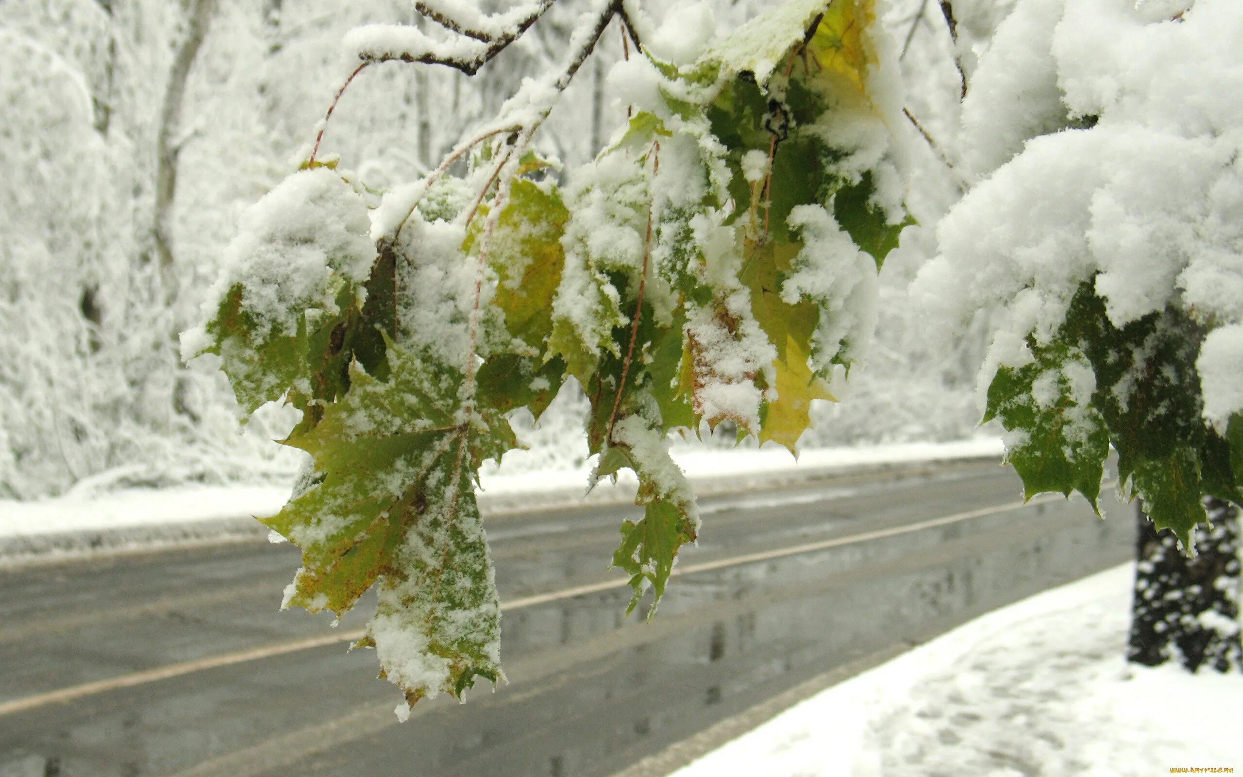 Метели растение. Первый снег. Ранняя зима. С началом зимы. Ноябрь снег.
