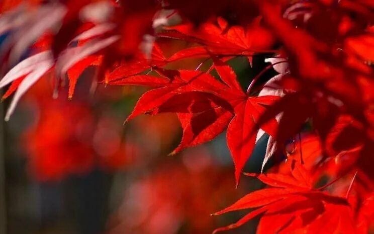 Как выглядит багровый цвет Crushing Red Ocean Color Palette Ocean color palette, Red colour palette, Color