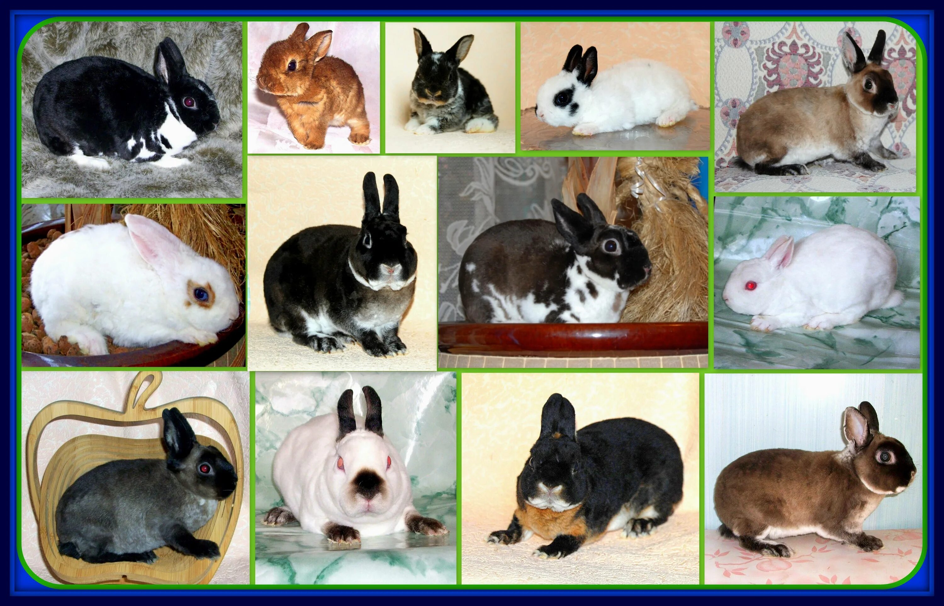 Какие породы домашних. Разные породы кроликов. Расцветки кроликов. Породы декоративных кроликов. Название пород кроликов.