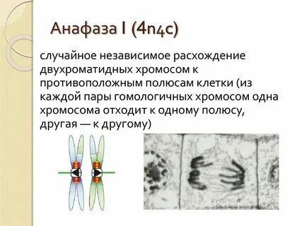 Двухроматидные хромосомы во время мейоза