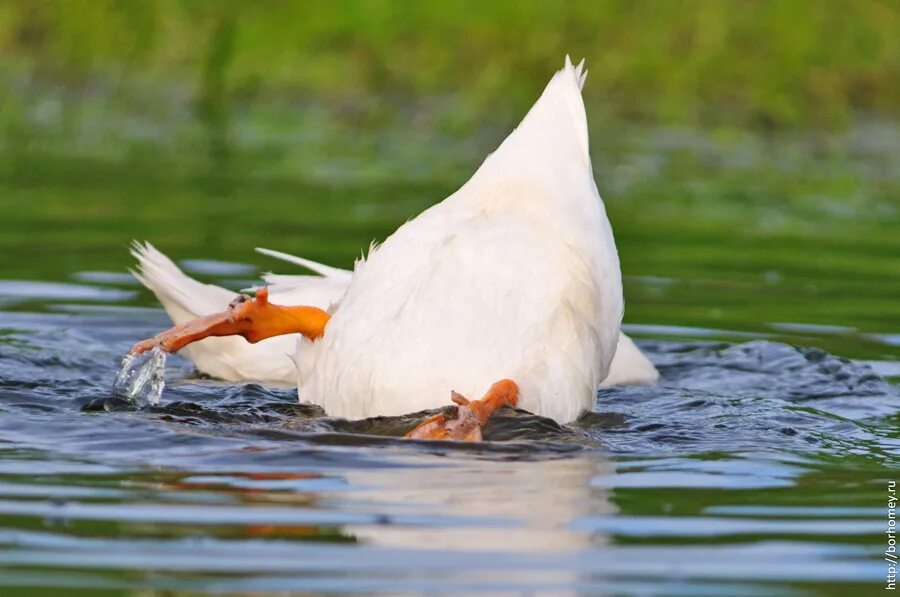 гуси в москве. красивый гусь. добрый гусь. популярный гусь. гусь в шляпе.