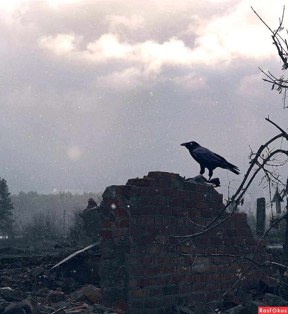 вороны над домом. над землею вороны. ворон летит. вороны на заборе. над землею вороны.