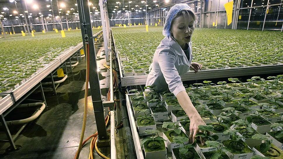 совхоз декоративных культур армавир. измайловский совхоз декоративного садоводства. агрокомбинат горьковский нижний новгород. клубничные поля совхоза имени ленина. вакансии совхоза московский.