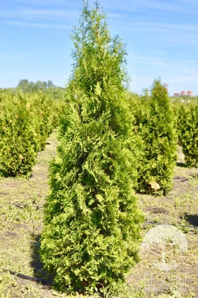 Туя malonyana aurea. Туя малониана. Туя западная малониана (malonyana). Туя малониана фото. Туя западная малониана голуб.