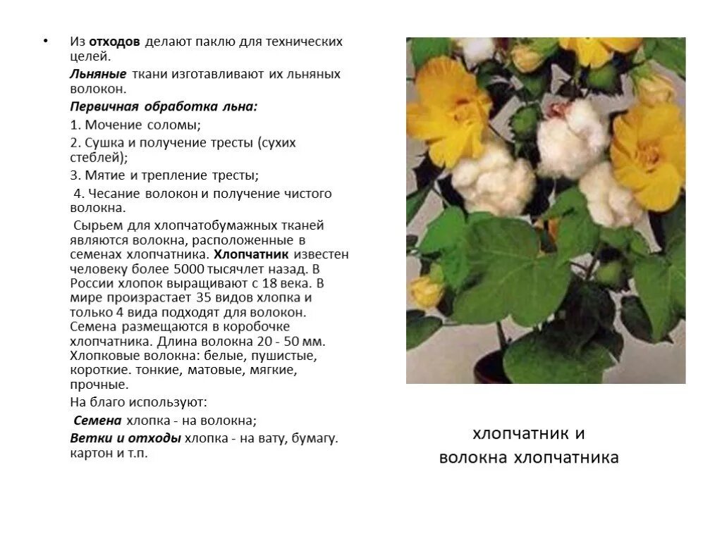 Хлопок получается из. Хлопчатник применение. сообщение о хлопке. первичной обработки волокон хлопок, лен. что делают из хлопчатника.