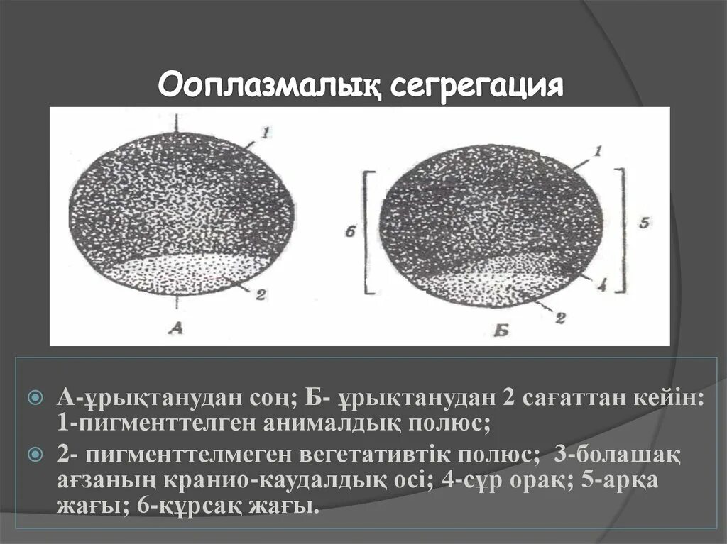 Сегрегация что это такое простыми словами. Ооплазматическая сегрегация. Ооплазматическая сегрегация амфибий. Ооплазматическая сегрегация яйцеклетки. Вегетативный и анимальный полюс яйцеклетки.