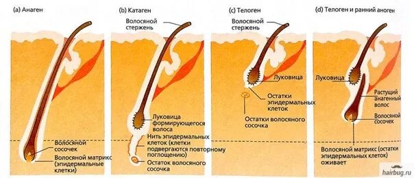 Помогает Ли Сперма В Росте Волос