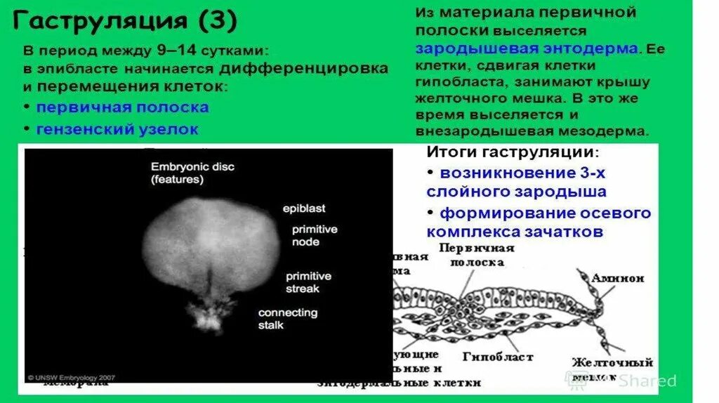 Образование первичной полоски происходит через. Первичная полоска. первичная полоска гаструляция. формирование первичной полоски. перемещение клеток при гаструляции.