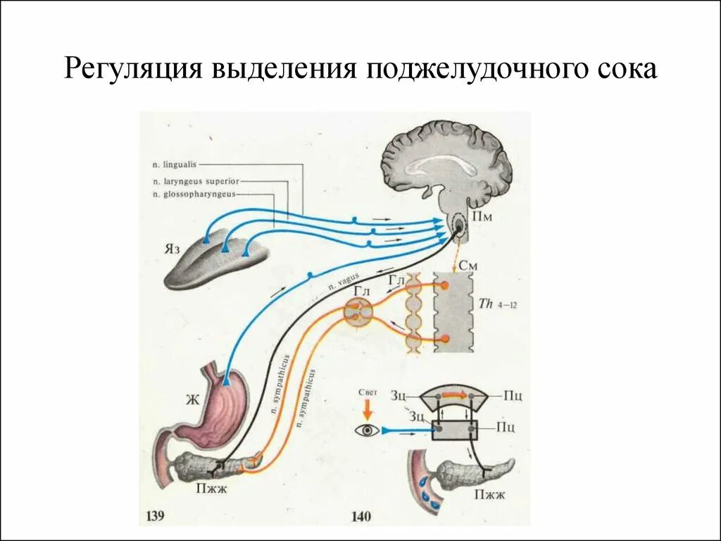 Какая нервная система угнетает секрецию пищеварительных соков. Схема механизма регуляции секреции поджелудочного сока. схема безусловного рефлекса регуляции желудочной секреции. нервная регуляция секреции поджелудочной железы. рефлекторная дуга желудочной секреции.