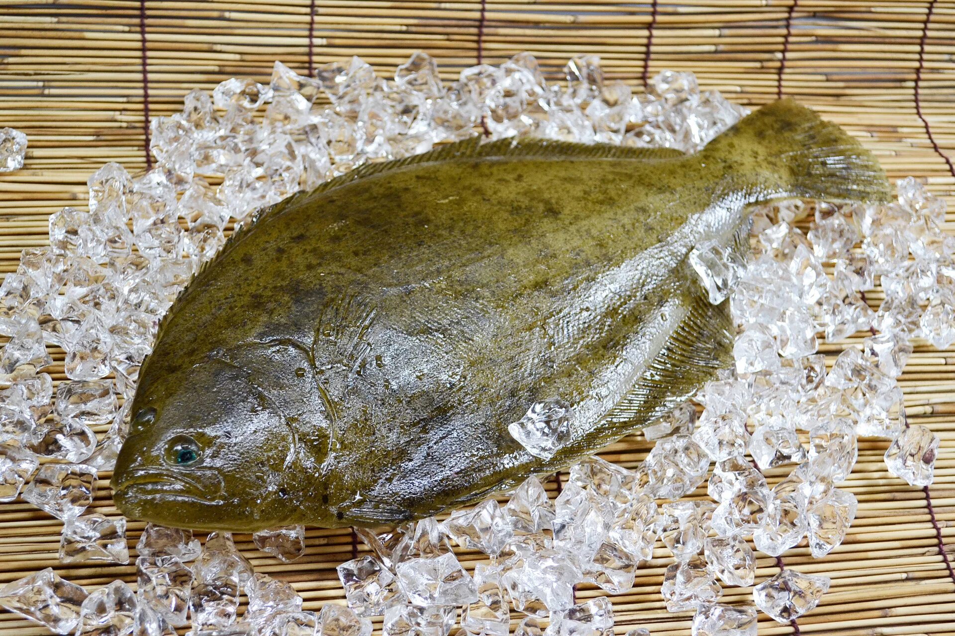 Flounder. Рыба камбала. Тюрбо рыба. Морская рыба камбала. Камбала Черноморская.