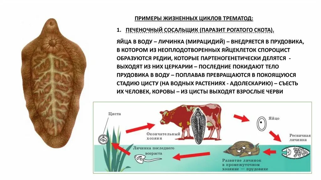 Каким способом размножается печеночный сосальщик в организме. Жизненный цикл печеночного сосальщика мирацидий. Личинка печеночного сосальщика цикл. Жизненный цикл печеночного сосальщика. Цикл развития печеночного сосальщика.