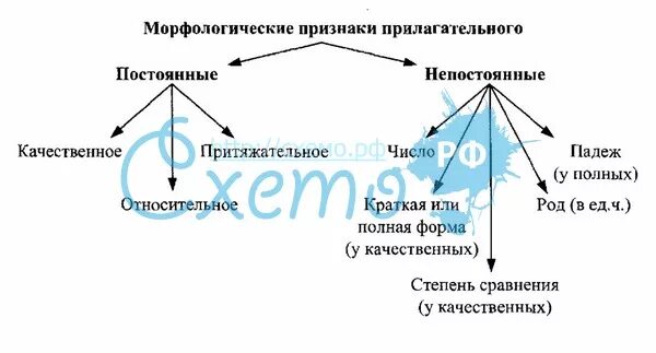 Постоянные и непостоянные признаки прилагательного 5 класс. Постоянные признаки прилагательных морфологический разбор. Постоянные морфологические признаки имен прилагательных. Морфологические признаки прилагательного. Как определить морфологические признаки прилагательного