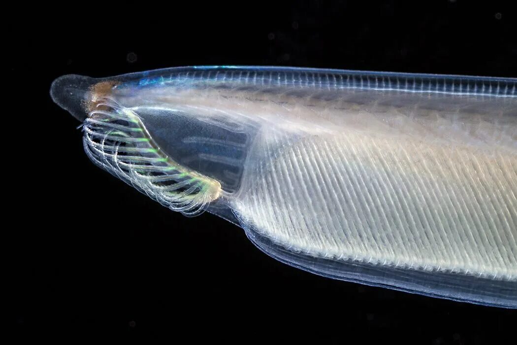 Бесчерепные ланцетник. Рыба ланцетник. • Ланцетник (amphioxus),. Branchiostoma lanceolatum. Класс рыбы ланцетники