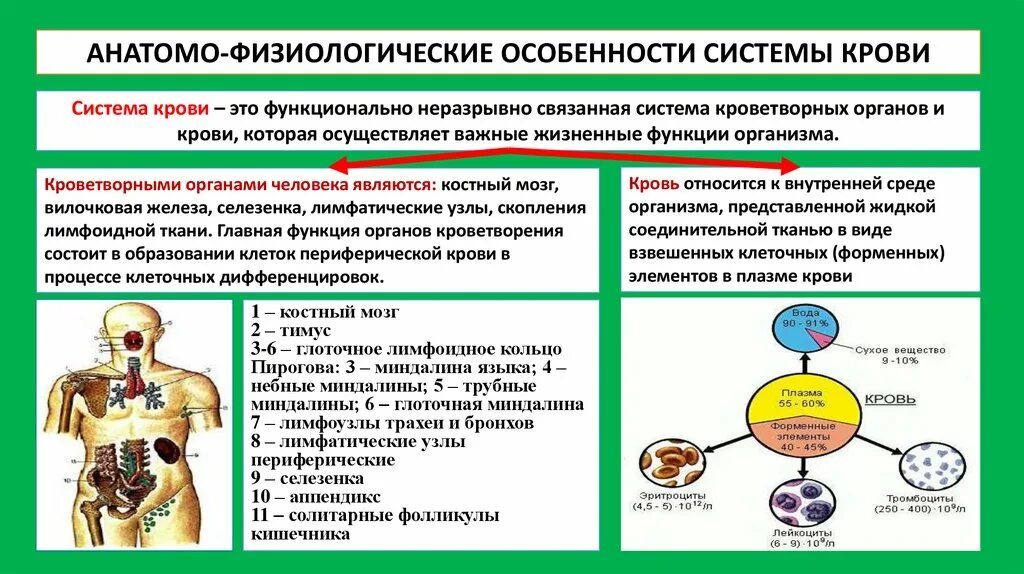 Анатомо-физиологические особенности системы кроветворения. Афо системы кроветворения. Заболевания органов кроветворения. Афо системы крови. Какой орган кроветворный