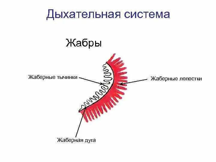 Строение жабр. Жаберная дуга жаберные лепестки жаберные тычинки. строение жаберных лепестков. жаберные тычинки выполняют функцию. жабры рыбы строение.