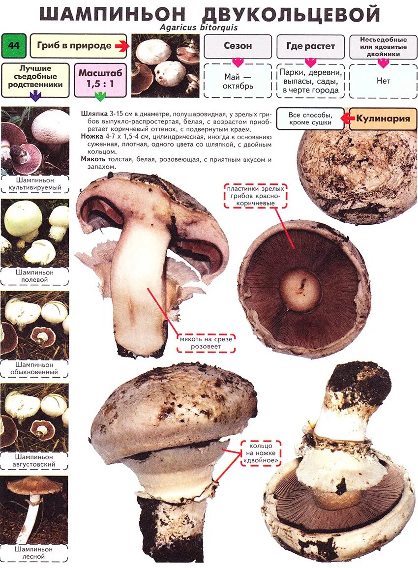 Признаки гриба шампиньона. Гриб шампиньон двукольцевой съедобные. Съедобные и несъедобные грибы шампиньоны. Лесной шампиньон съедобный и несъедобный. Лесные шампиньоны фото и описание ложные.