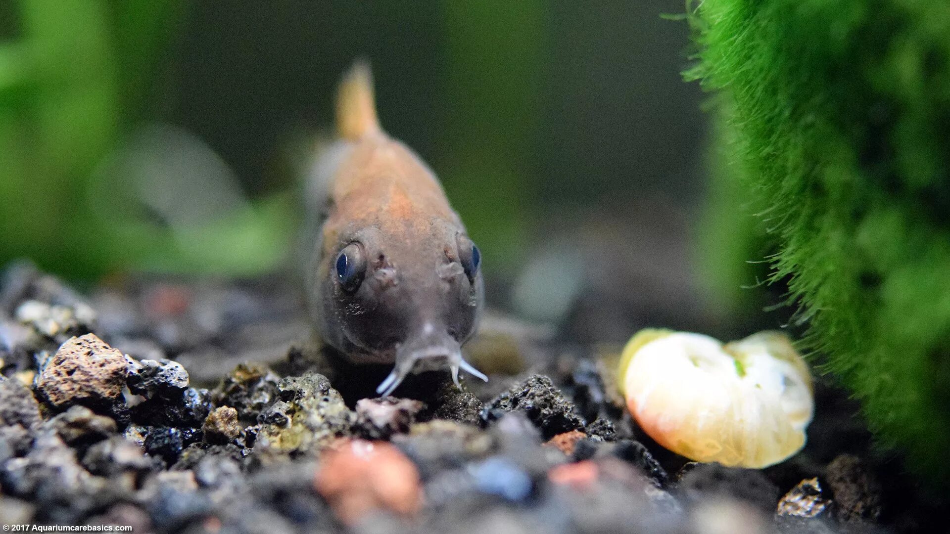 Catfish Corydoras. Макрогнатус глазчатый рыбка аквариумная. Коридорас Блэк аквариум.