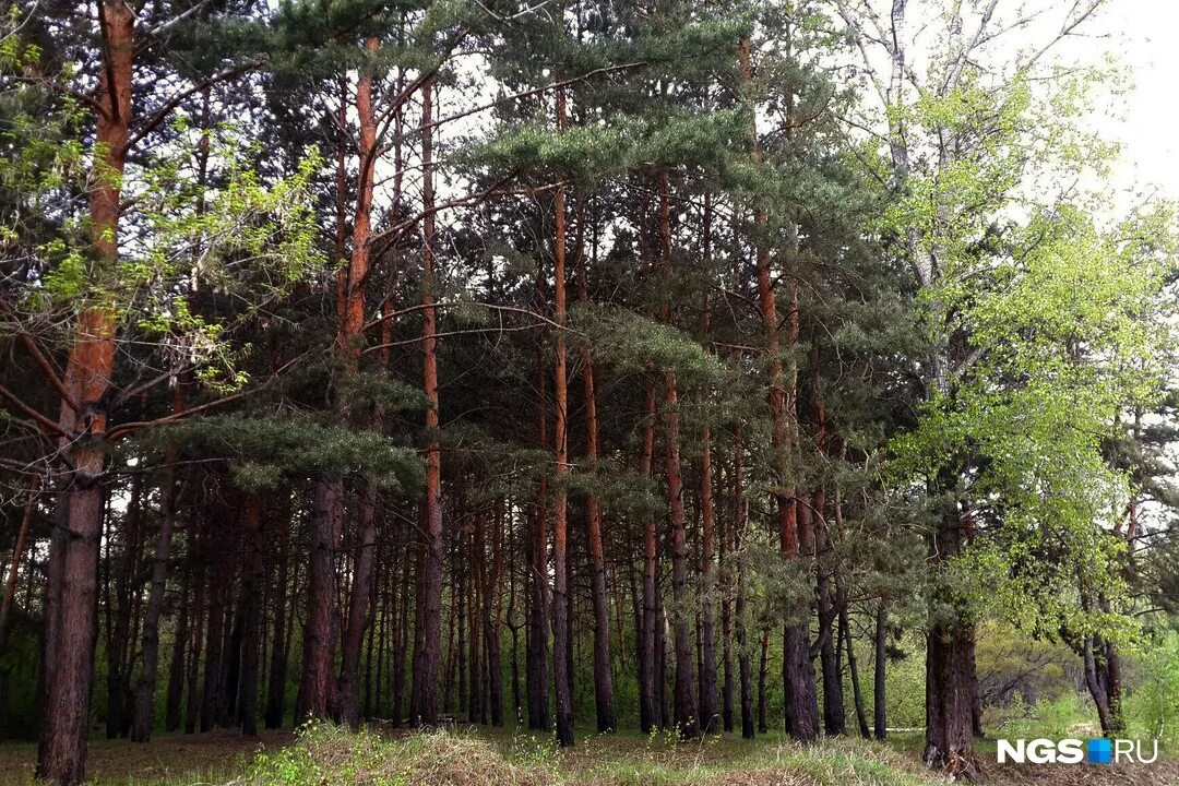 Лес на левом берегу