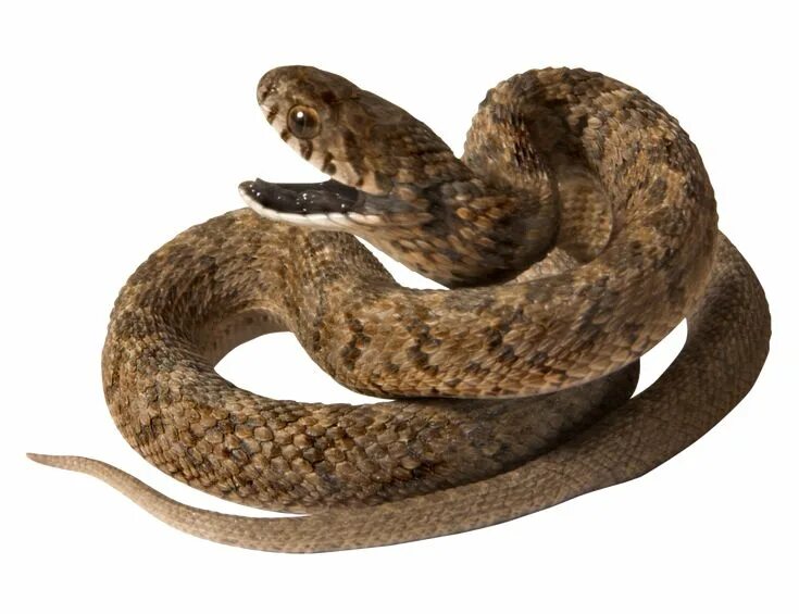 Pin de Fatjon en Gjarper Tatuaje de cobra, Serpiente cobra, Fotos de serpientes