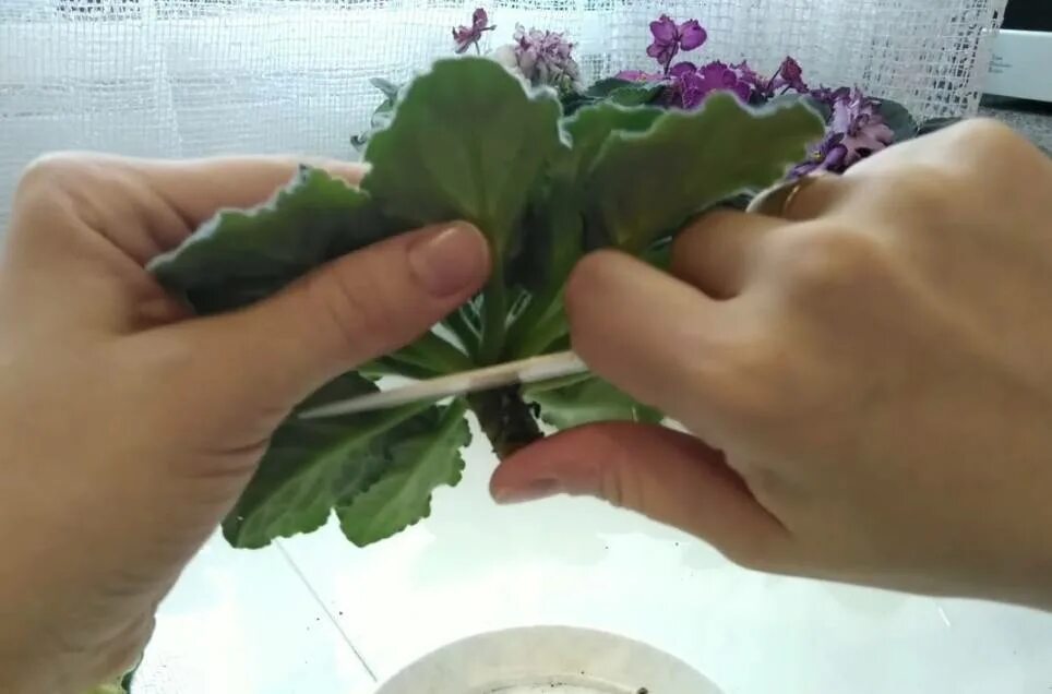 Как реанимировать фиалку