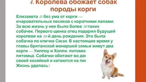 Корги описание характера