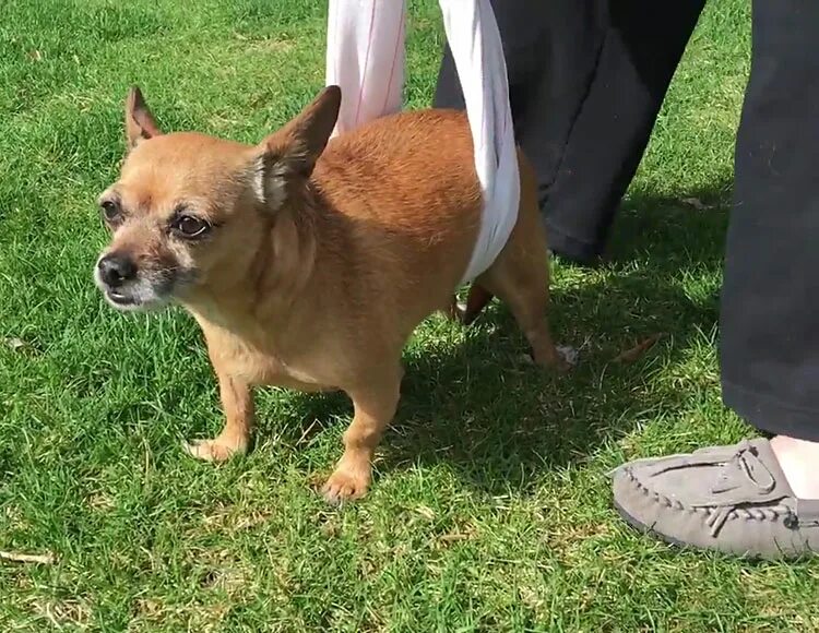 чихуахуа глисты