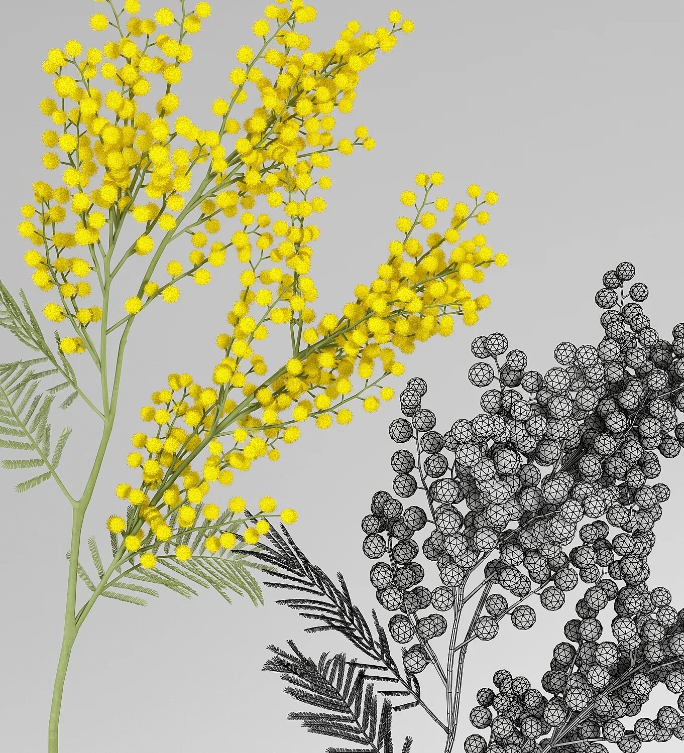 мимоза цветок листья. мимоза акварель mimosa. зелёная веточка мимозы. мимоза вектор. веточка мимозы.