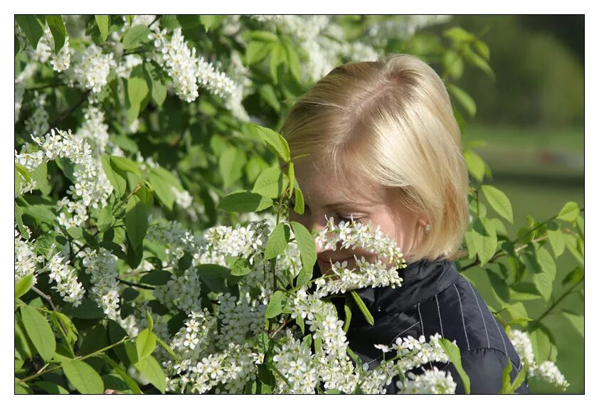Была белая и седая пришла зеленая молодая. Черемуха в саду. Девушка с черемухой. Черемуха для детей. Фотосессия в цветущей черемухе.