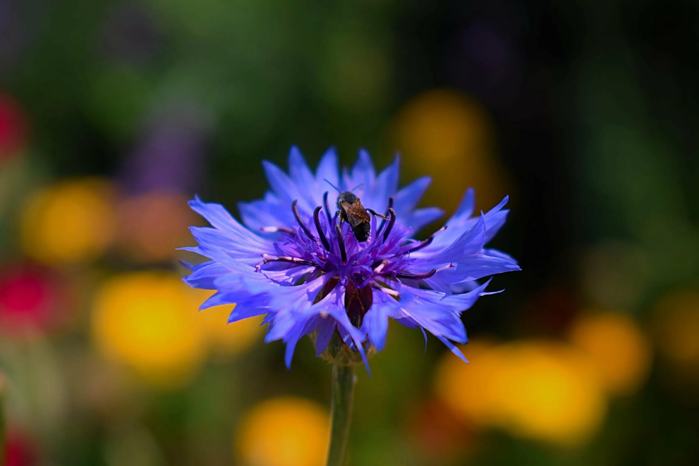 Е василек. Василек горный (Centaurea Montana). Василек горный (Centaurea Montana `Alba`). Василек Солнечный цветок. Василёк Гербера.