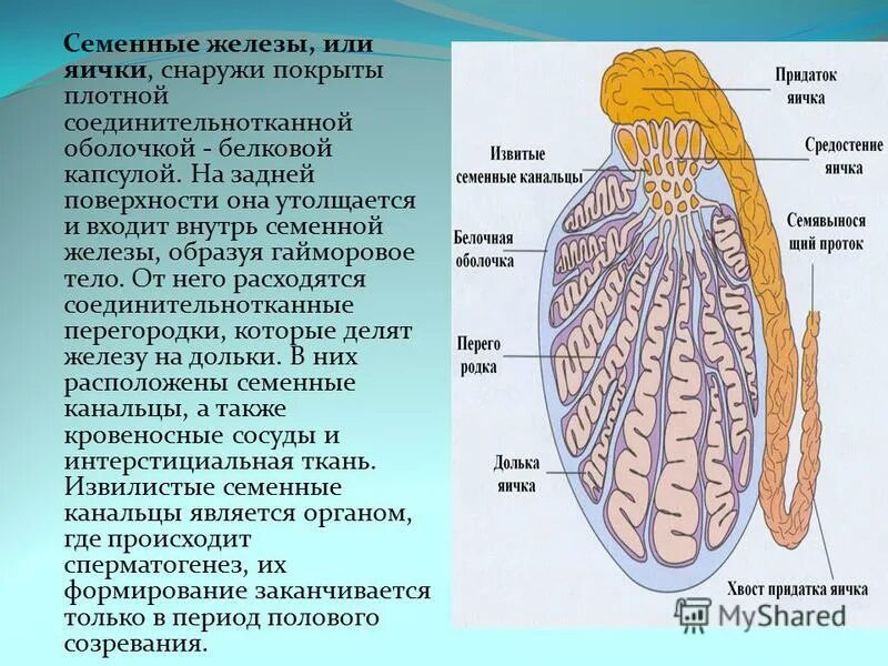 Легкие покрыты снаружи оболочкой. Семенные железы. Семенная железа анатомия. Семенные железы у мужчин. Строение семенных желез.