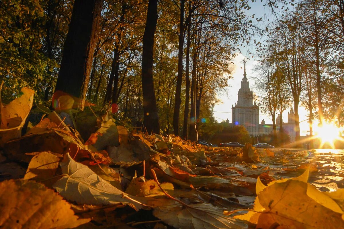 Какая теплая осень в этом году. ГЗ МГУ осень. Золотая осень в Москве МГУ. Осень в Москве. Осенняя Москва.