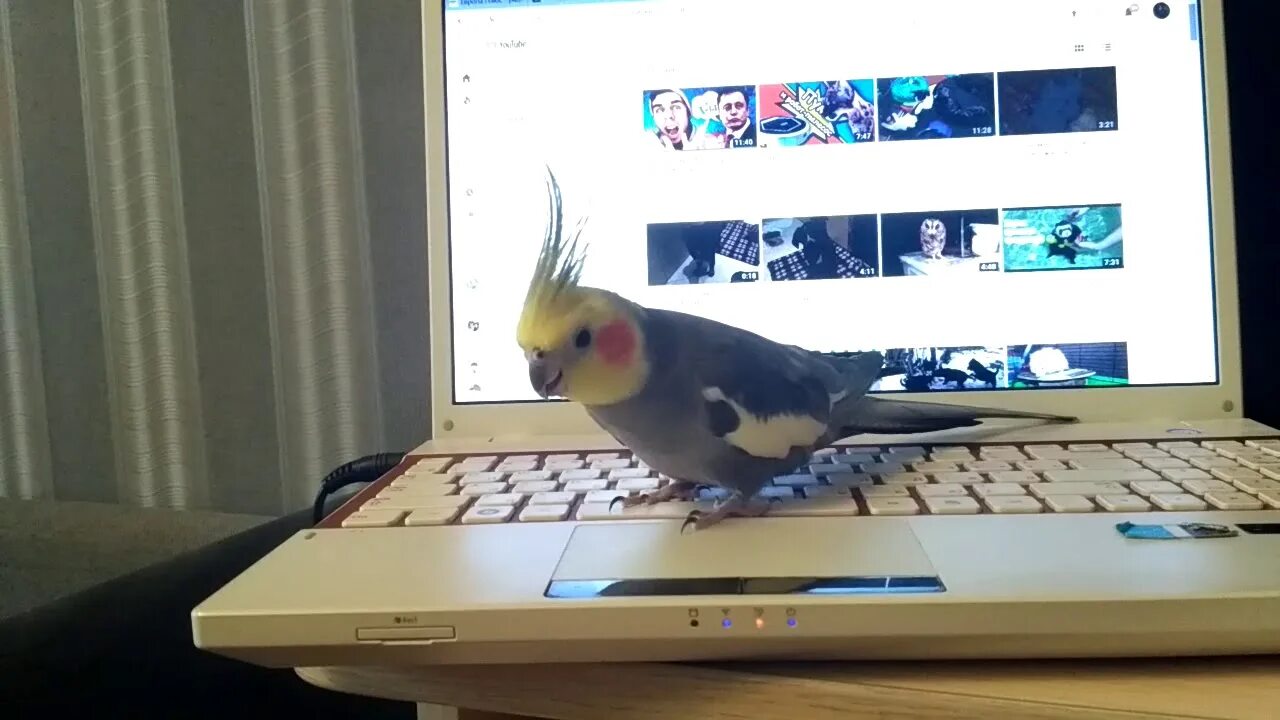 Корелла разговаривает видео. Корелла и компьютер. Корелла на клавиатуру. Корелла и телефон с ноутбуком. Попугай Карлуша разговаривает.