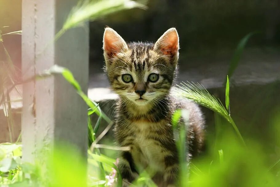 Немного кота