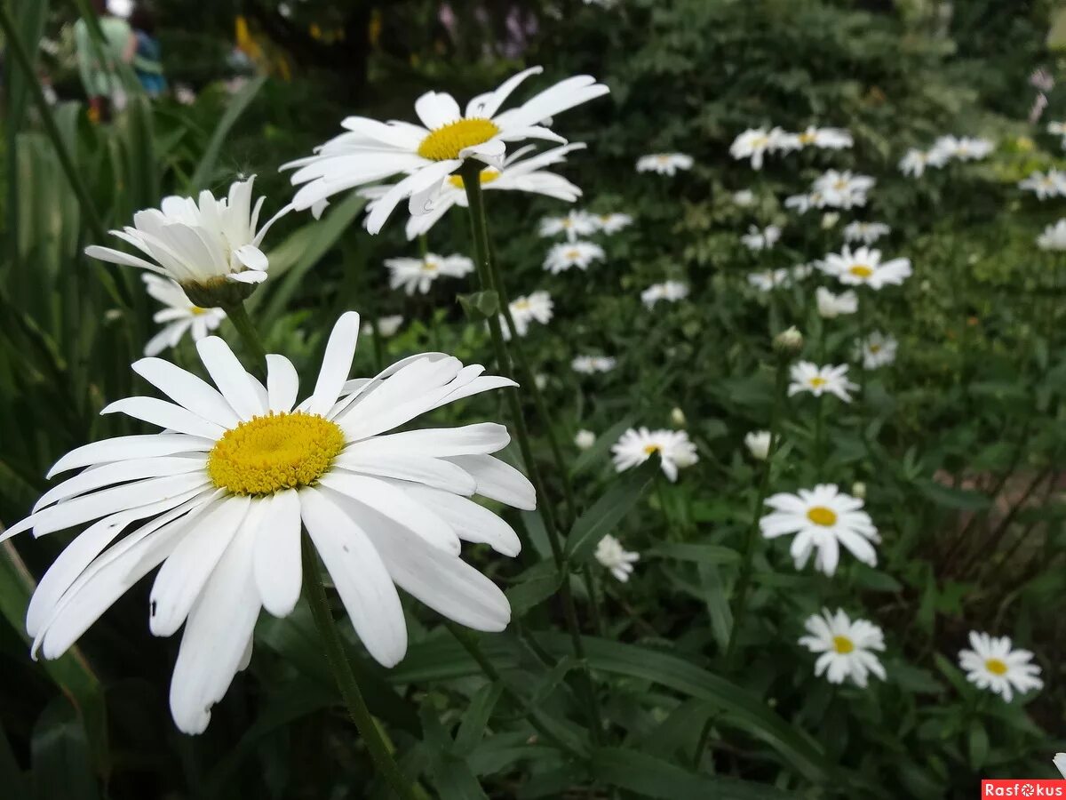 солнышку ромашек