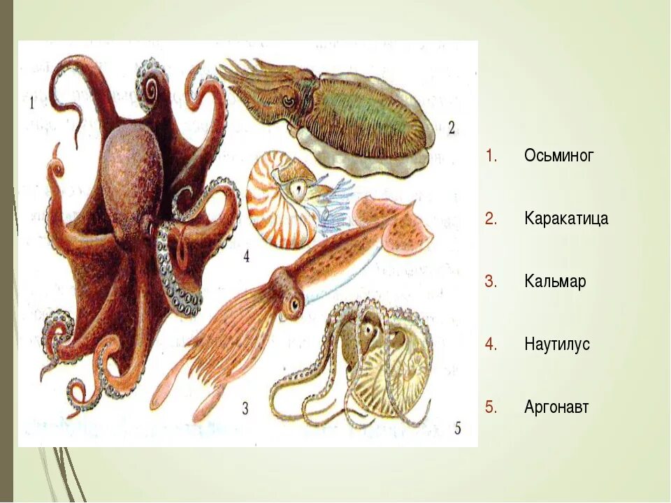 Кальмар осьминог каракатица. Головоногие моллюски Аргонавт. Класс головоногие осьминог. Кальмар головоногие и брюхоногие.