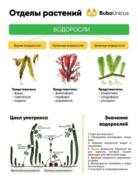 Какие существуют отделы растений. Отделы растений. Отделы растений таблица. Отделы растений в биологии. Подразделение растений.