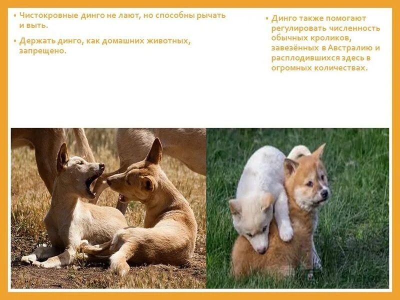 динго сообщение кратко. собака динго описание. эндемик австралии собаки динго. эндемик австралии собаки динго. собака динго в австралии доклад.