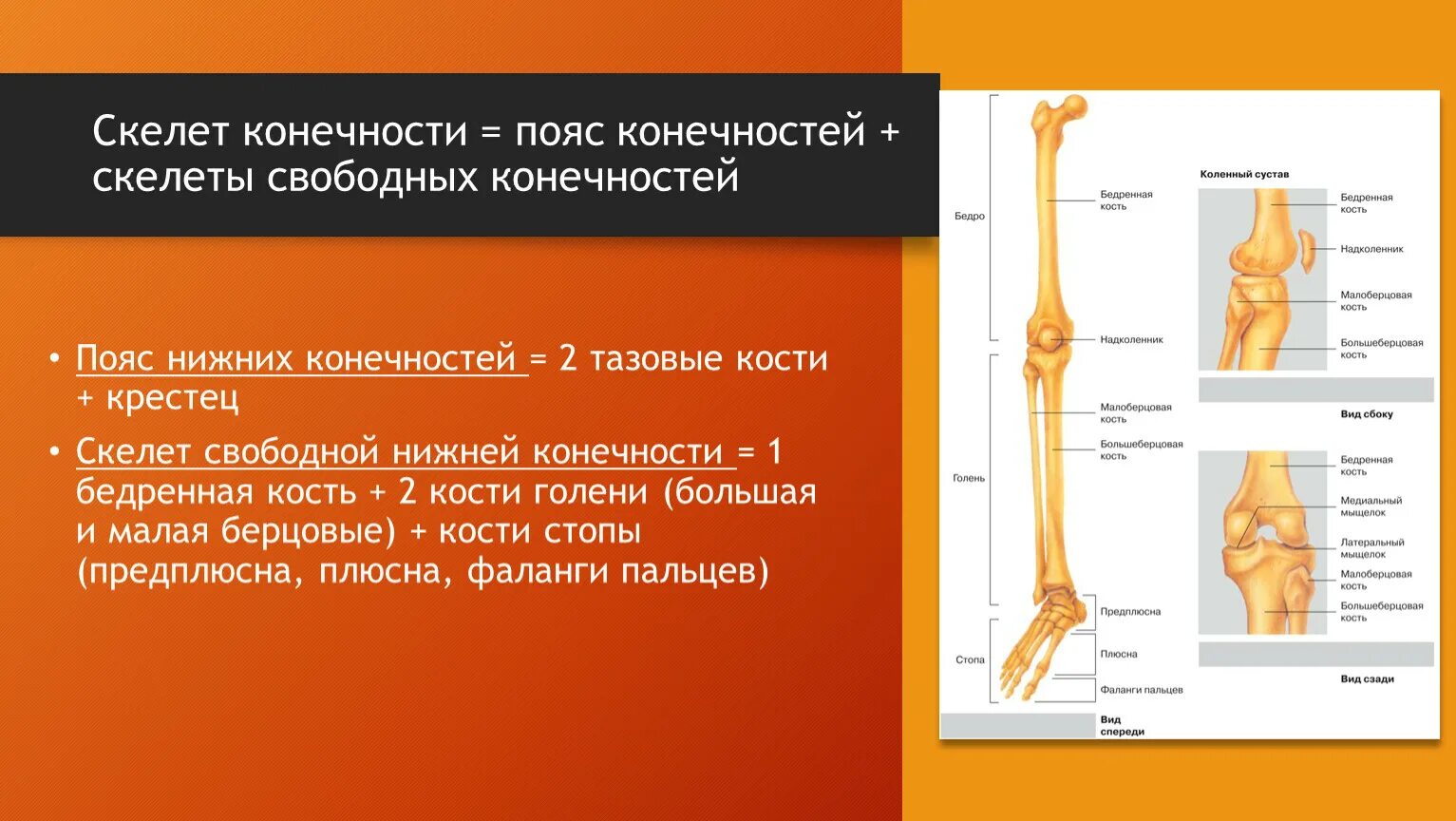 Самая крупная кость поясов конечностей. Скелет конечностей. Скелет поясов конечностей. Строение скелета верхней конечности. Скелет свободной нижней конечности функции.