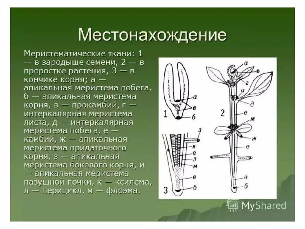 Интеркалярная меристема. Образовательная ткань растений меристема. Функции апикальной меристемы. Зародышевая меристема. Местоположения растений