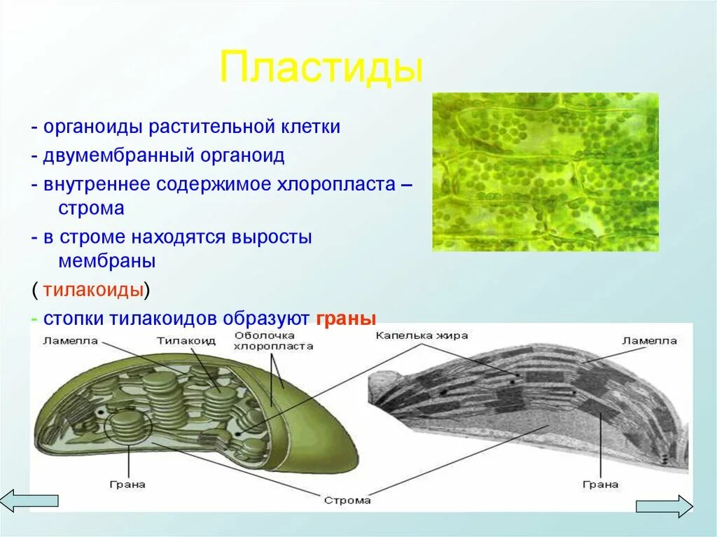 Хлоропласт изображен. Органоиды клетки пластиды функции. Органоиды клетки пластиды строение. Функции органоидов клетки хлоропласты. Органеллы клетки пластиды.