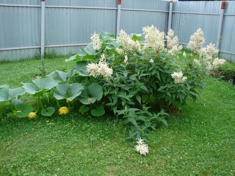 Горец изменчивый полиморфный. Горец изменчивый (Polygonum polymorpha). Горец Persicaria polymorpha. Горец изменчивый (Persicaria polymorpha).