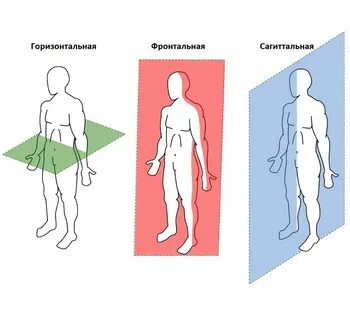 Фронтальная сторона это какая