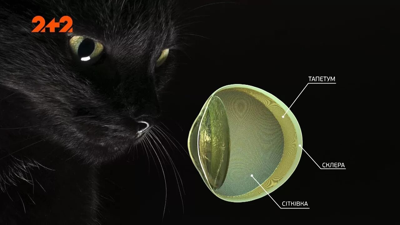 Ночное зрение у собак. Строение кошачьего глаза тапетум. Строение глаза кошки тапетум. Строение глаза кота. Тапетум у кошки.
