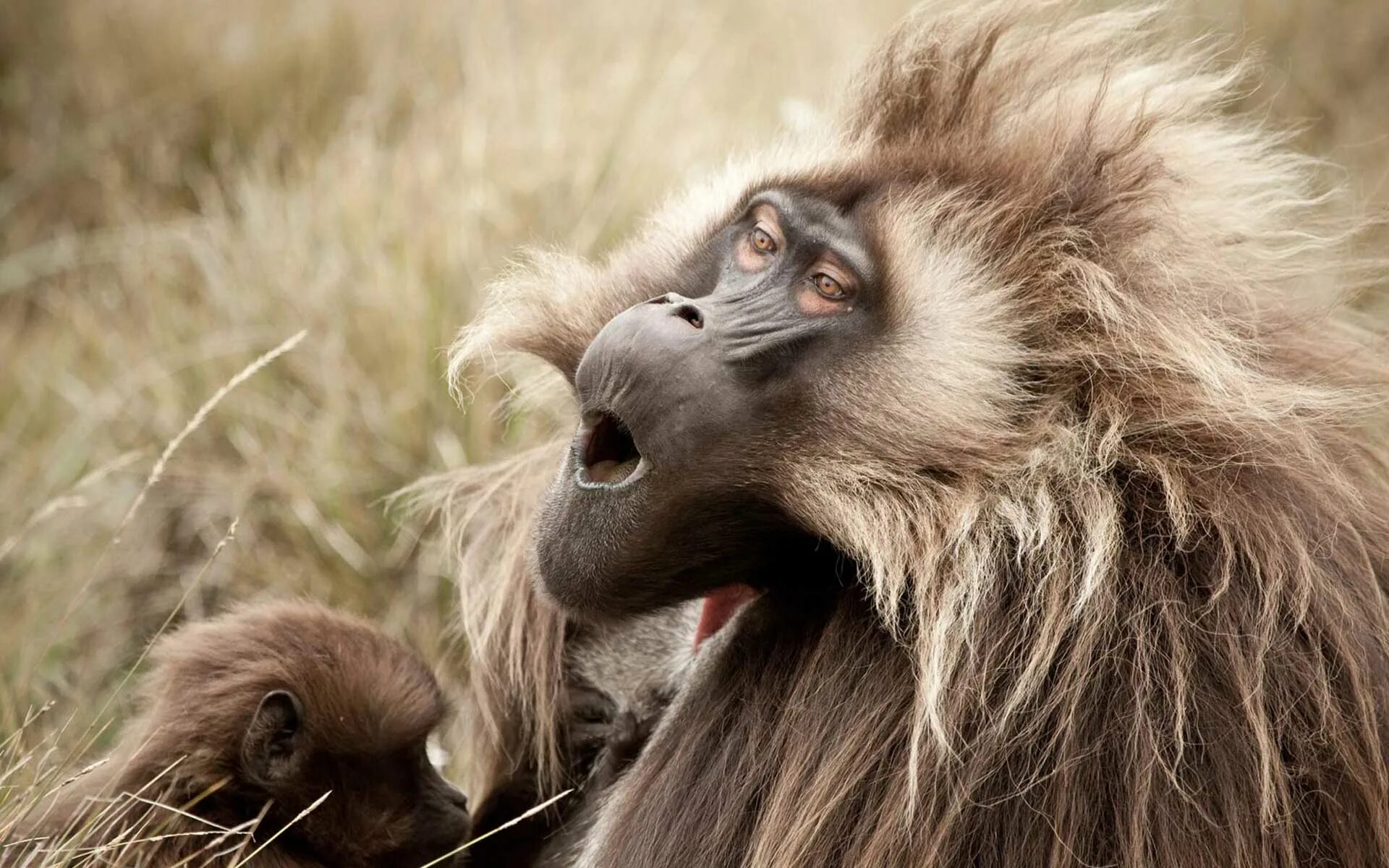 Monkey wallpapers. Гелада. Бабуин National Geographic. Лохматая обезьяна. Смешные обезьяны.