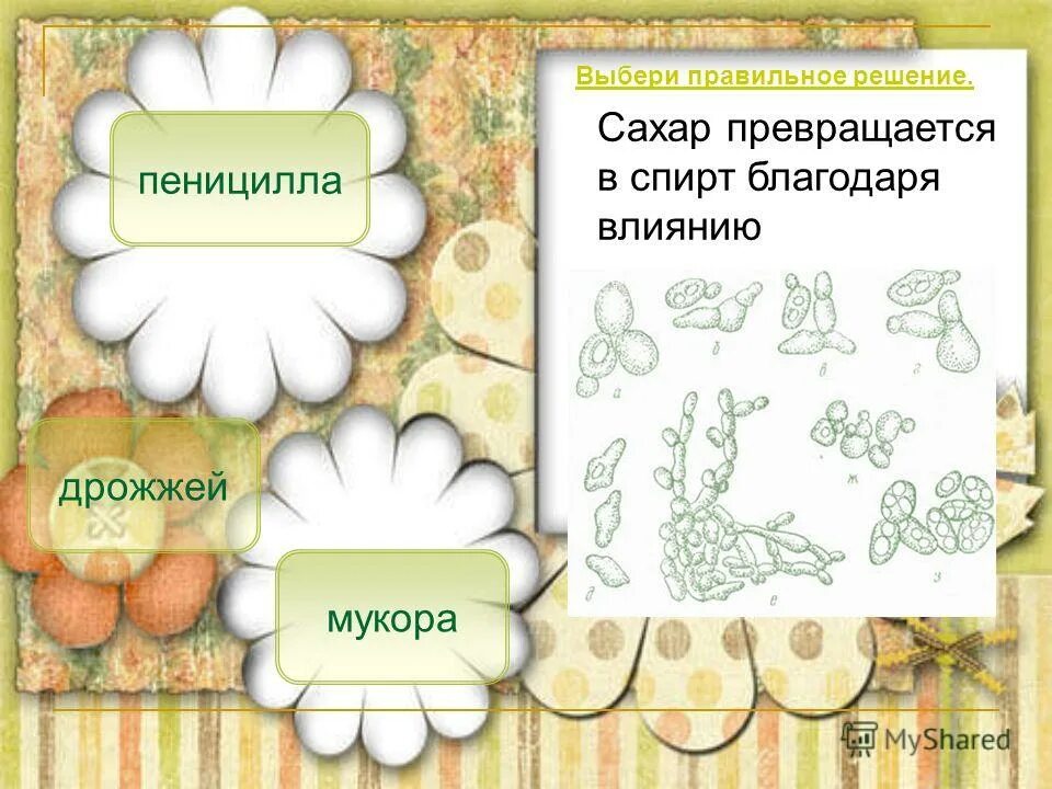 презентация бактерии 2 класс. значение бактерии диплококки. тест бактерии 3 класс окружающий мир. чем полезны бактерии помогают переваривать. тест бактерии 3 класс окружающий мир.