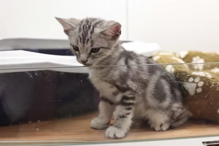 сколько рублей стоят кошки. котята шиншиллы рыжие. сколько рублей стоят кошки. каракал и каракет. сколько рублей стоят кошки.