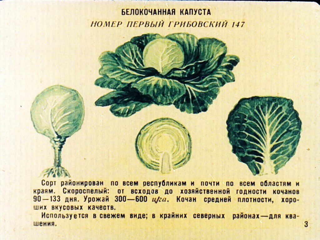 Номер первый грибовский 147. Капуста схема. Сорта овощных культур СССР. История капусты. Капуста номер 1.