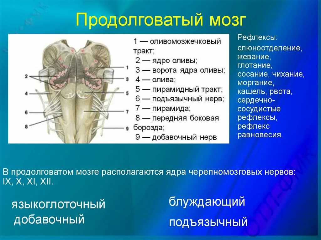 Строение продолговатого мозга Анат. Вентральная поверхность продолговатого мозга. Продолговатый мозг анатомия функции. Ядра Нижнего отдела продолговатого мозга. Продолговатый мозг входит в состав